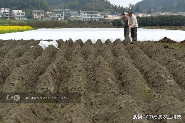 光照与水分对生姜大小的影响,生姜种植出苗后管理方法