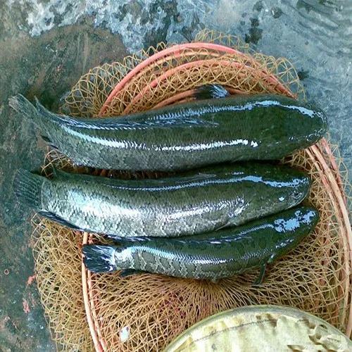 鱼白肝最好的治疗方法,生鱼肝治什么病最好