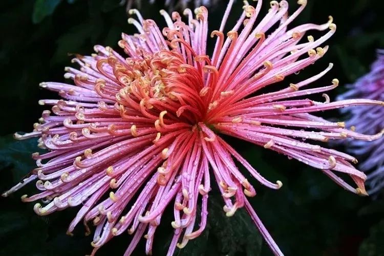 花中四君子菊花,花中四君子菊花的简介