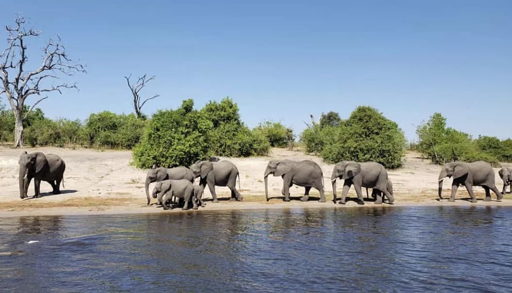 非洲猎游全攻略，让你分分钟玩转非洲草原
