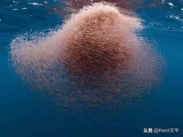 海里的粑粑,海里有粪便吗