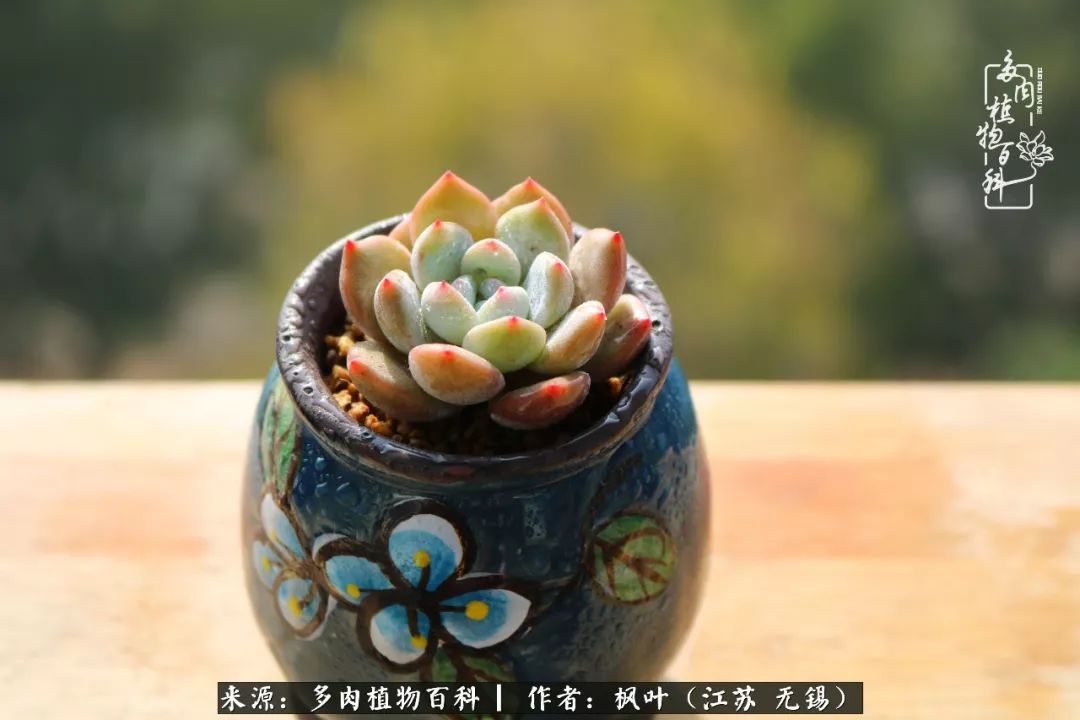 多肉与生命感悟,多肉时光