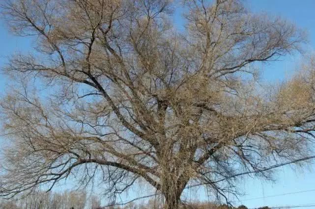 散文:老鸹洞老鸹眼