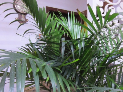 散尾葵黑叶干枯,散尾葵叶尖发黑干枯