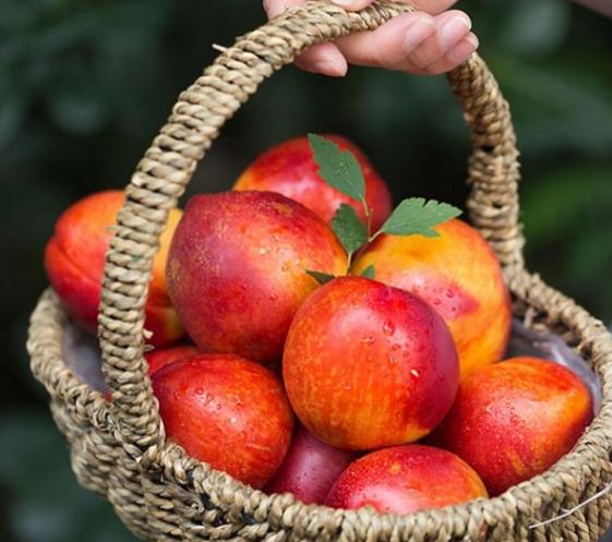 夏季山东地区可以吃的应季水果,山东应季水果推荐
