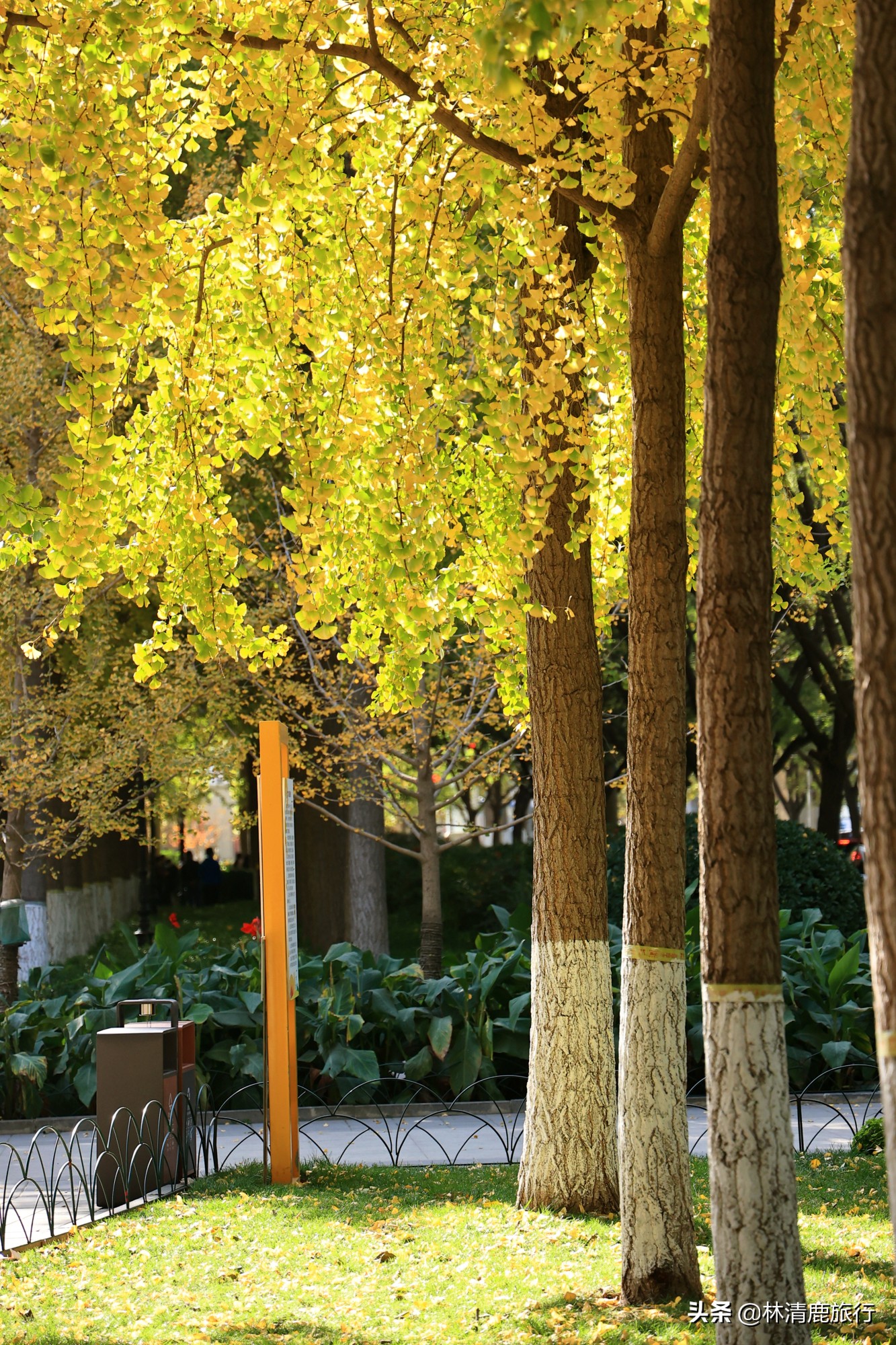 离郑州最近银杏园赏秋,郑州银杏惊艳了秋天