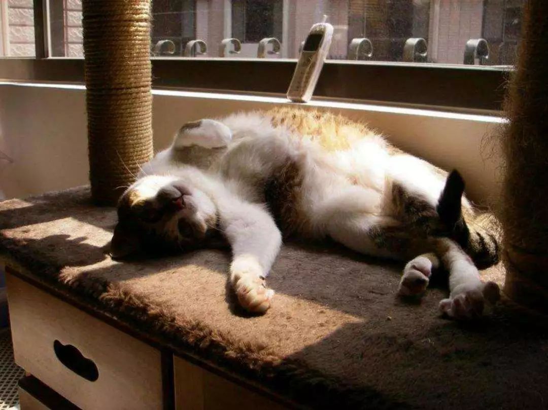 辟谣,猫咪想要毛发好就要多挨冻?需知低温会导致多种“猫病”