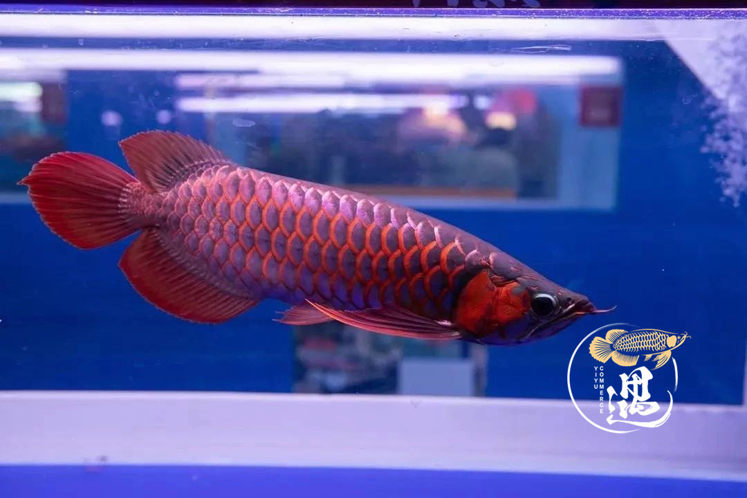 龙鱼不喂大麦虫后拒食,龙鱼要买高背还是过背的