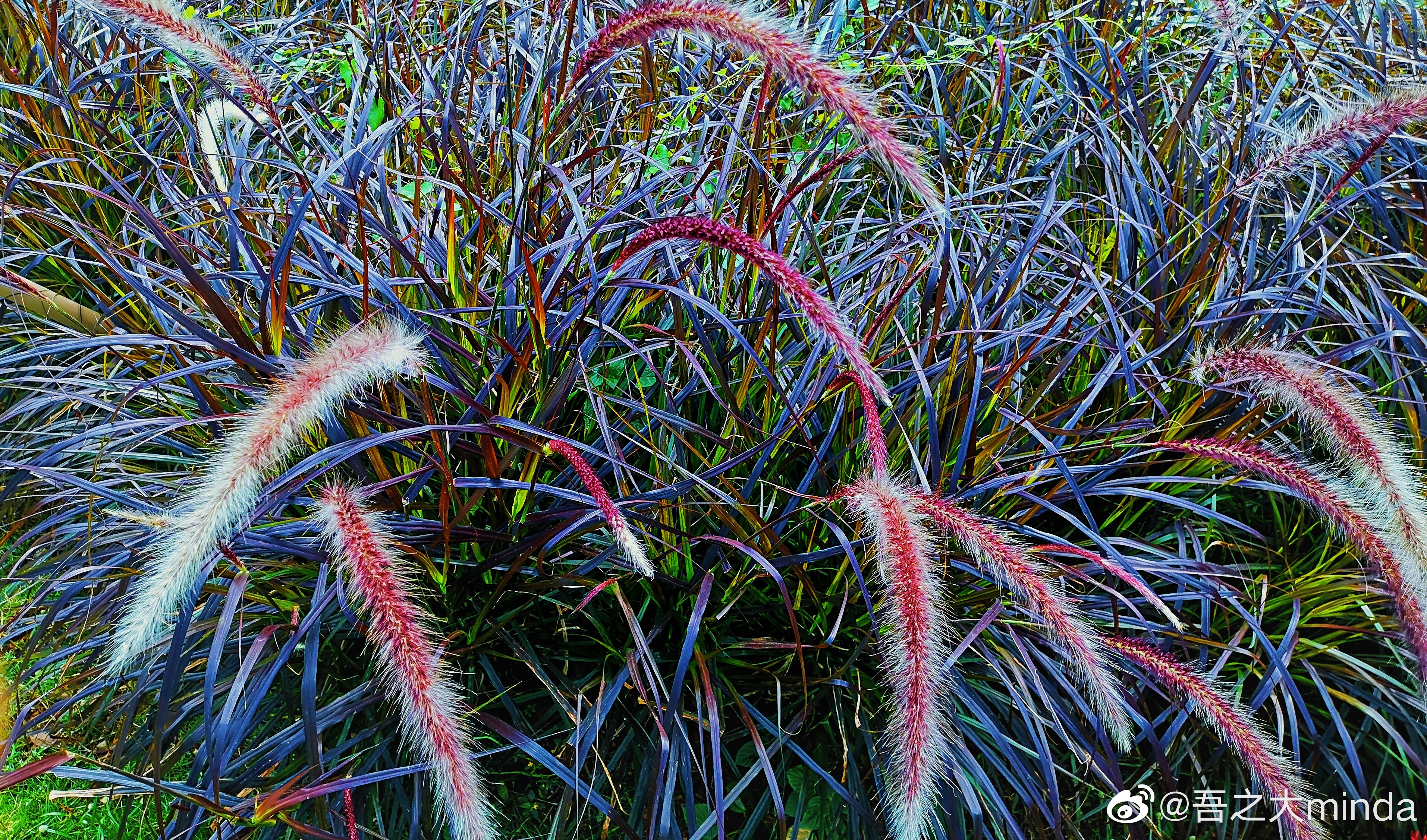 梧桐山下幽径,梧桐山下清风明月