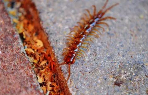 养殖什么稀奇的品种赚钱快又好养,养殖最赚钱的品种