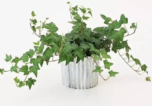 去除甲醛绿植好还是活性炭好用,活性炭绿植哪种除甲醛效果好