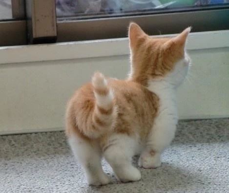 猫咪肛门腺有什么症状,猫咪肛门腺什么症状