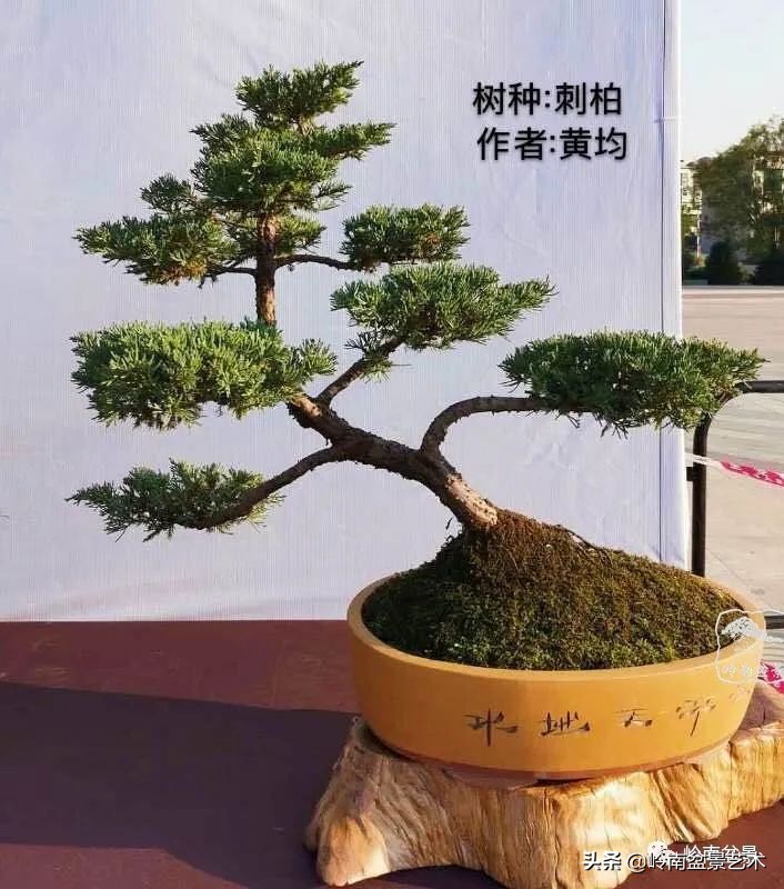 广东的盆景有哪些,适合广东玩的盆景