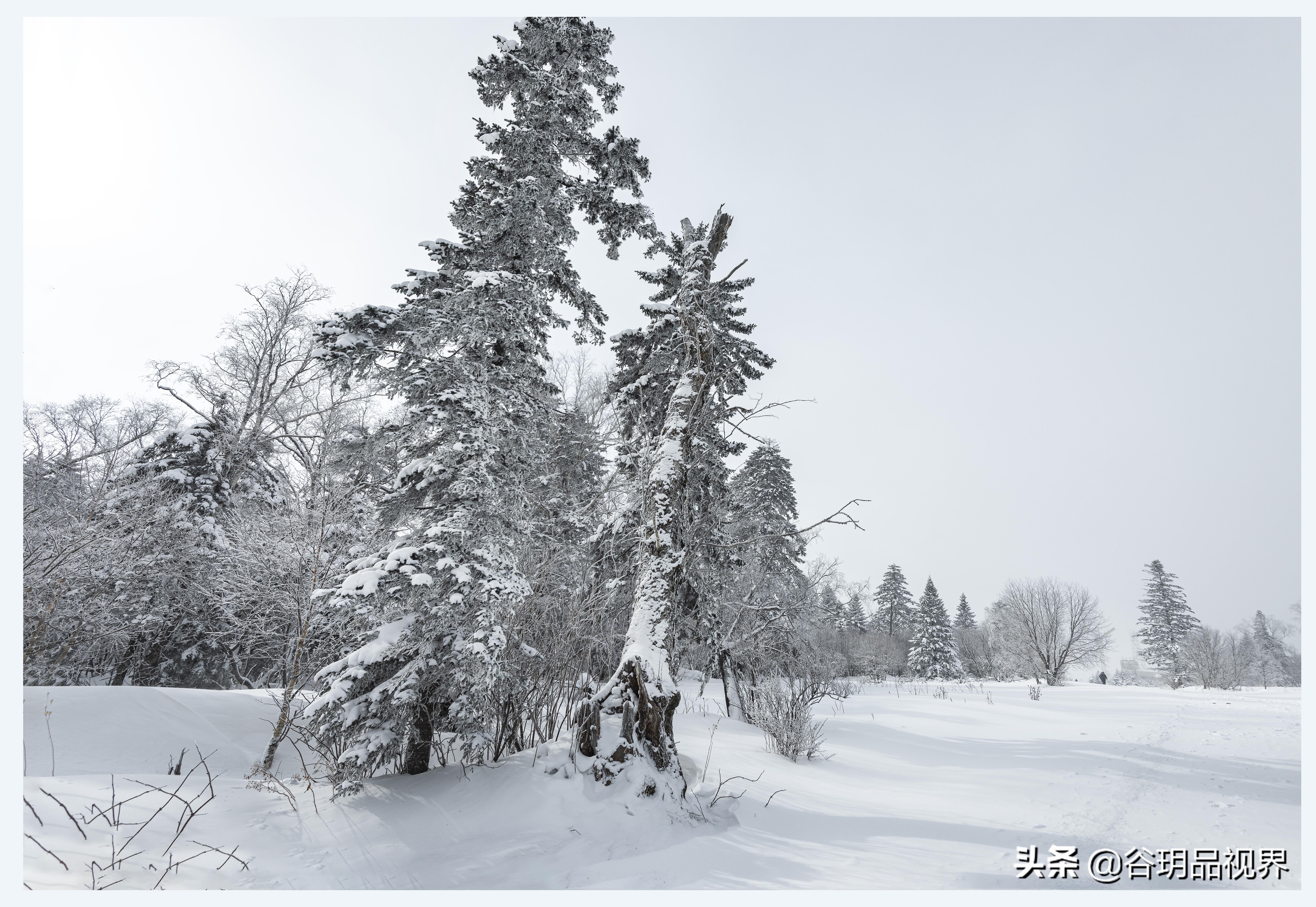 近距离拍摄雾凇视频,林海雪原拍摄照片