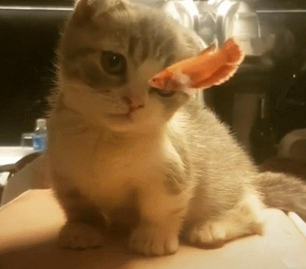 戚薇死鱼眼瞪人,戚薇死亡凝视