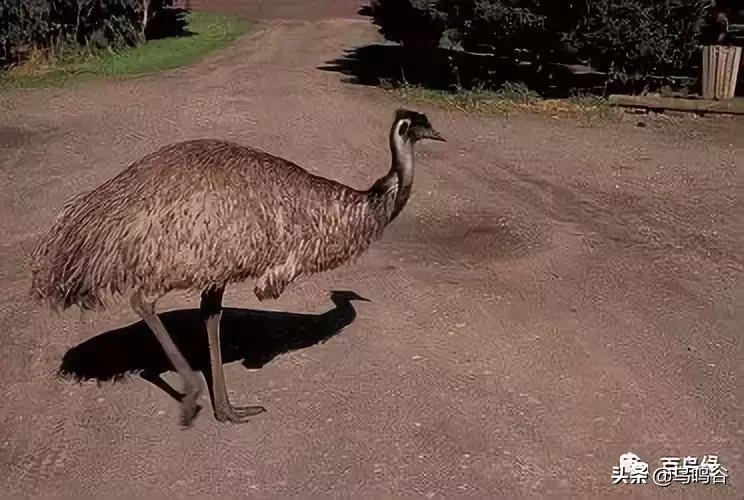 各国国鸟国宝有哪些,各国国鸟大小排名