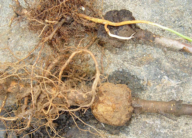 果树根部长瘤怎么办,果树长小疙瘩是什么病