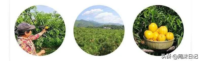 早熟的黄油桃,黄油桃无毛