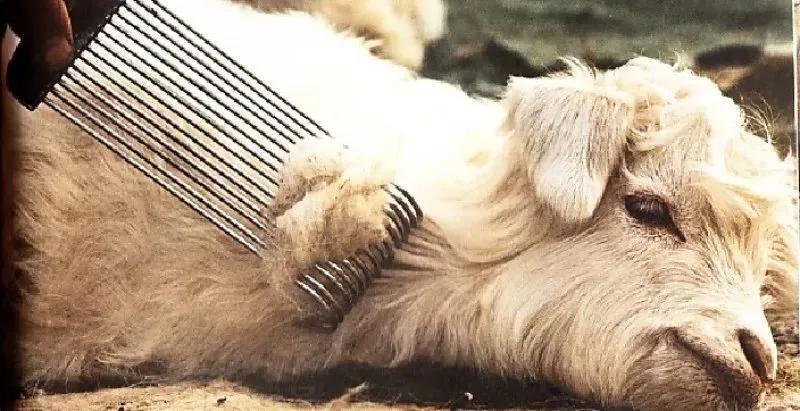 羊绒和羊毛绒有什么区别吗,羊绒羊毛衫傻傻分不清楚