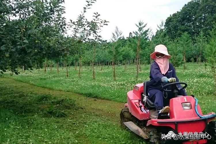 日本苹果种植现状,为什么日本苹果质量比中国的好