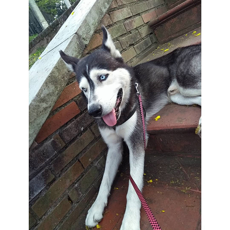 狗狗是最忠诚的动物舍命救主,狗狗挖洞埋自己被主人救活