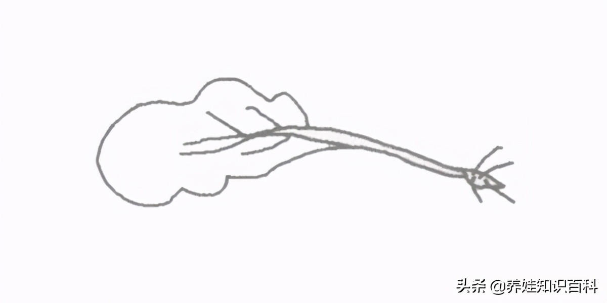 怎么画蔬菜简单又好看儿童,青菜简单画法该怎么画