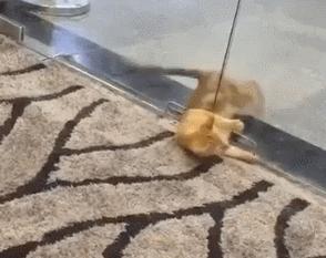 猫的内在品质,猫的本质就是嫌弃主人