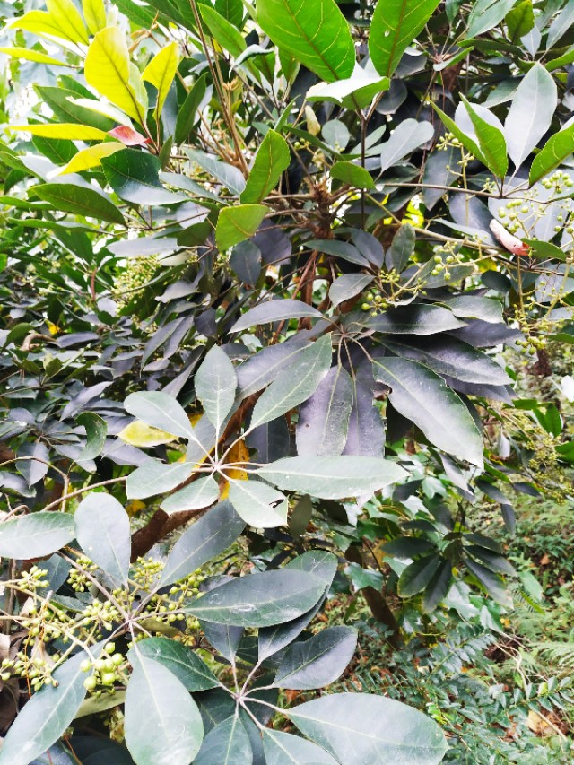 周日跟随珠海户外网板樟山游记