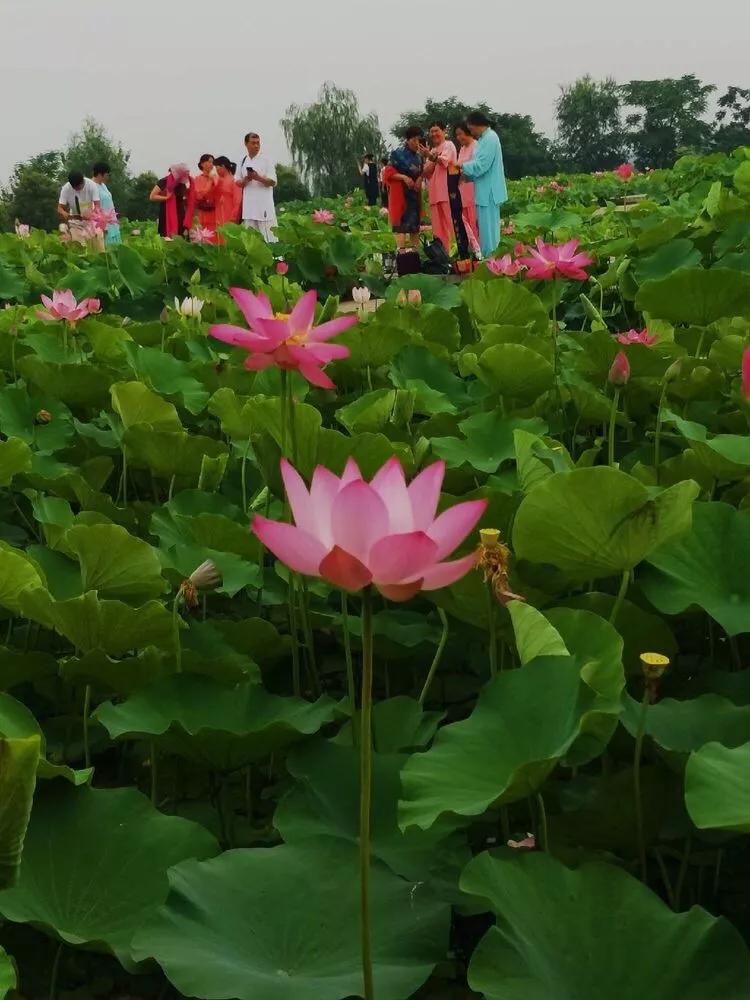 惊艳！淮阳，因为ta，美得不像“画”