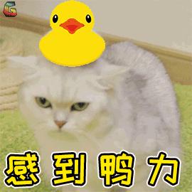 假期出行猫咪怎么安置,出去游玩5天猫咪该怎么办