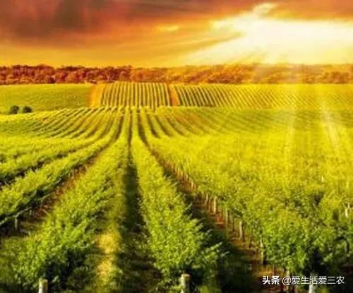 在农村开个什么加工厂比较赚钱,适合农村小作坊农产品加工项目