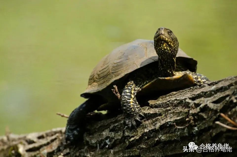 黄缘龟背甲可以抹油吗,龟背甲护理