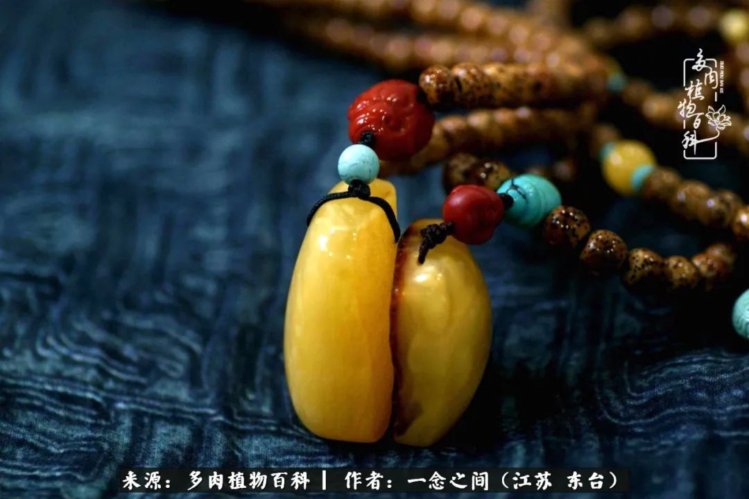 一见多肉误终生,一见多肉误终生从此钱包成路人