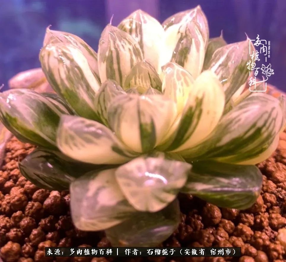 治愈系多肉：何以解忧，唯有多肉