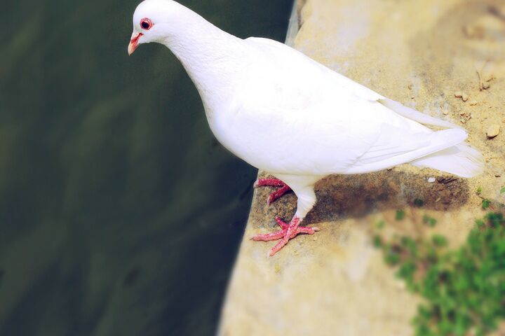 鸽子喝水量大拉水便是什么原因,鸽子为什么一边喝水一边漏水