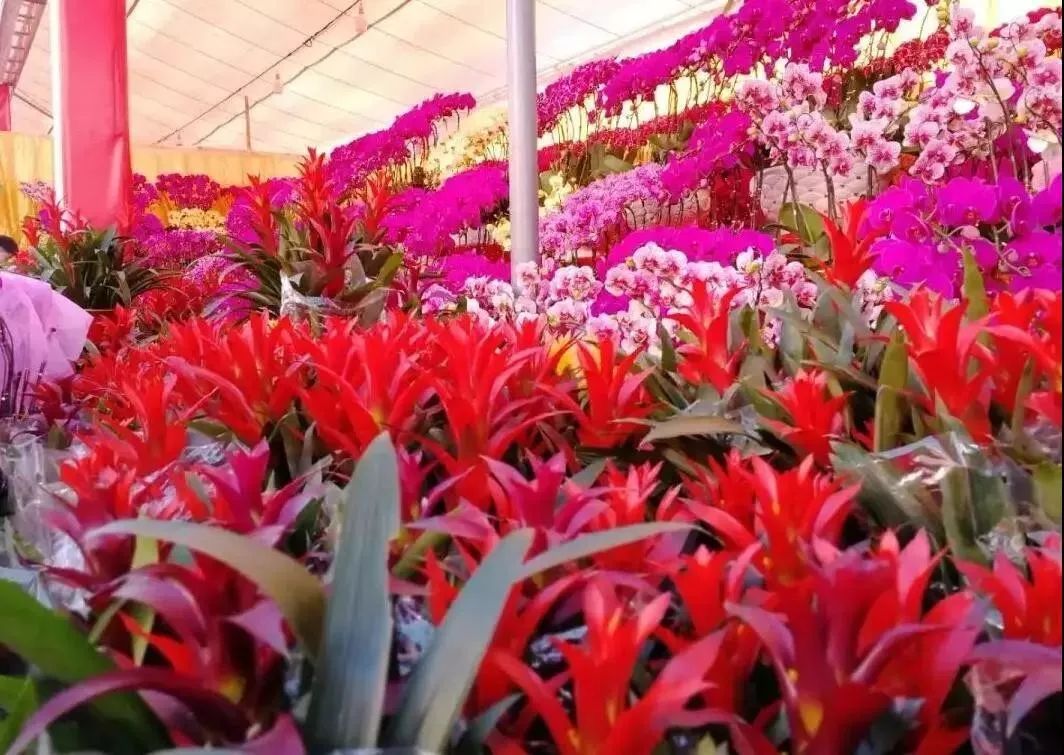 大局已定惠州横沥在哪呢,东莞大变局