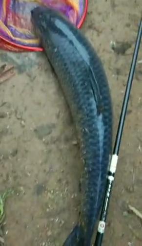 渔获青龙饵,野钓渔获