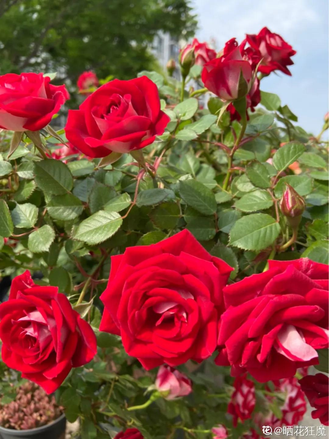 教你如何避开假货买到真品,一张图告诉你怎样分辨假货