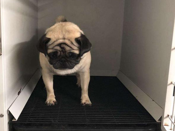 巴哥犬上厕所训练方法,巴哥犬专用厕所