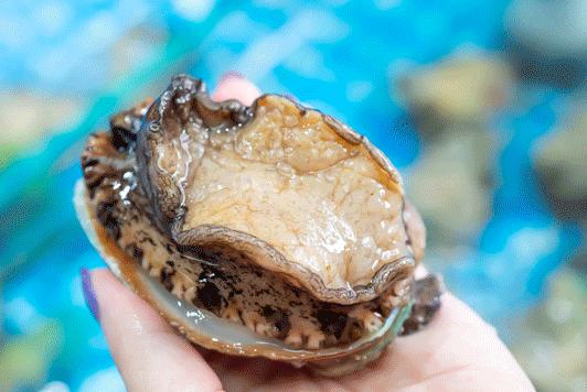 6头鲍鱼1斤多少钱,6头鲍一斤多少钱