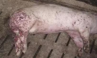 真菌毒素检测仪检测黄曲霉毒素,黄曲霉毒素用elisa检测