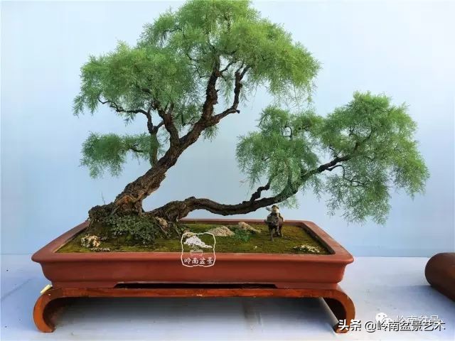 双干树,双干型果树