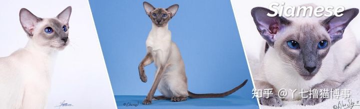 有哪些好看的家养猫,最适合家养的猫咪品种不掉毛