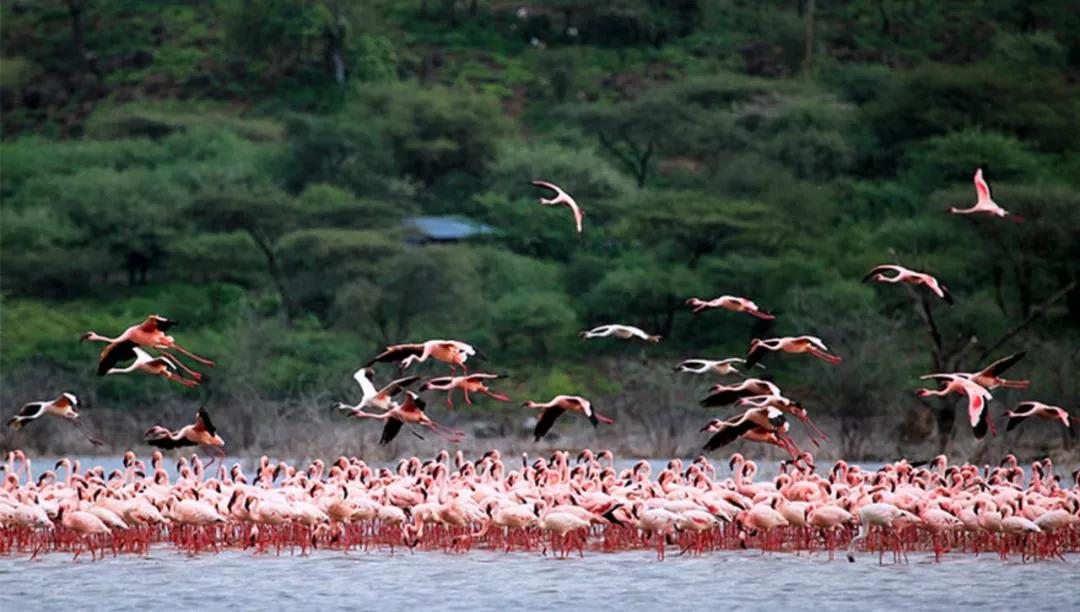 世间稀有的白色长颈鹿母子，在非洲被残忍猎杀，发现时只剩骨骼