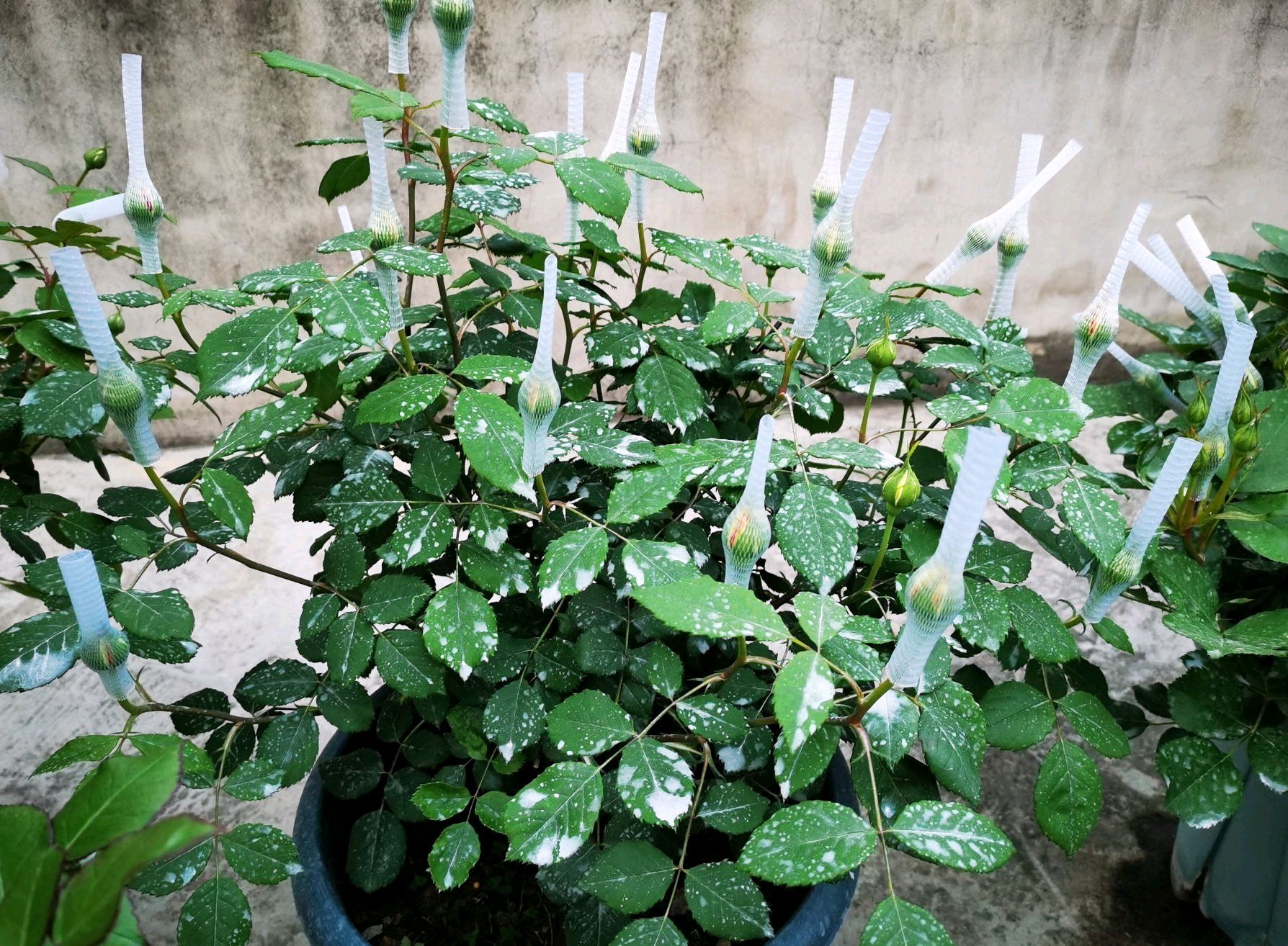 月季夏天可以给花苞戴网套吗,月季花苞网套