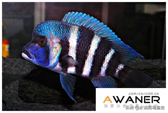 慈鲷种类图片,慈鲷科鱼品种大全