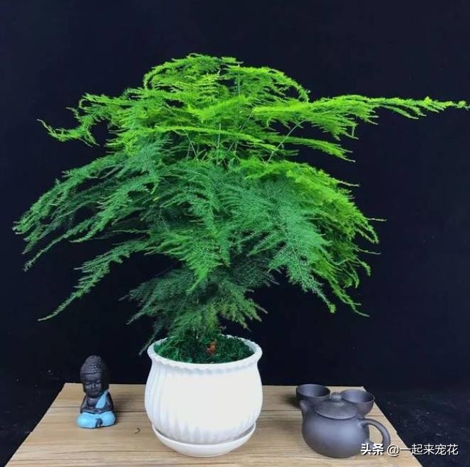 什么竹子盆栽好养,什么盆栽竹子好养活又好看