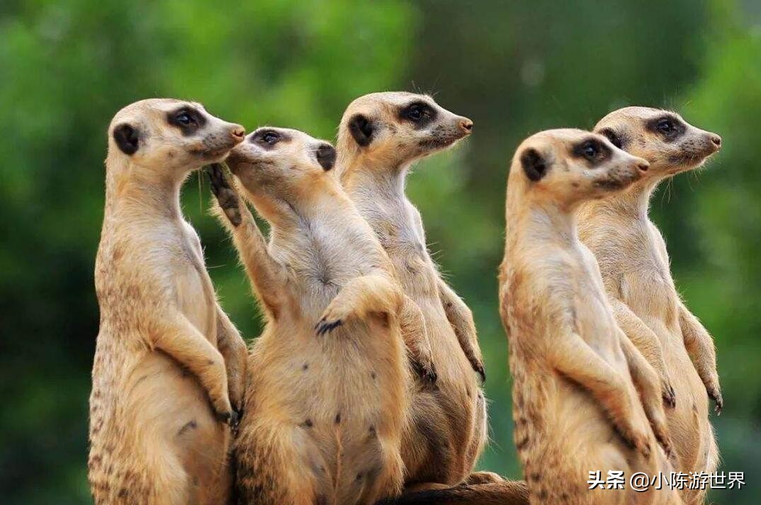 挖机大妈向趵突泉吐水,大妈向趵突泉吐水西安游客