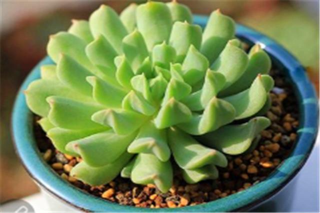 多肉玉莲掌养护方法,多肉玉莲品种大全