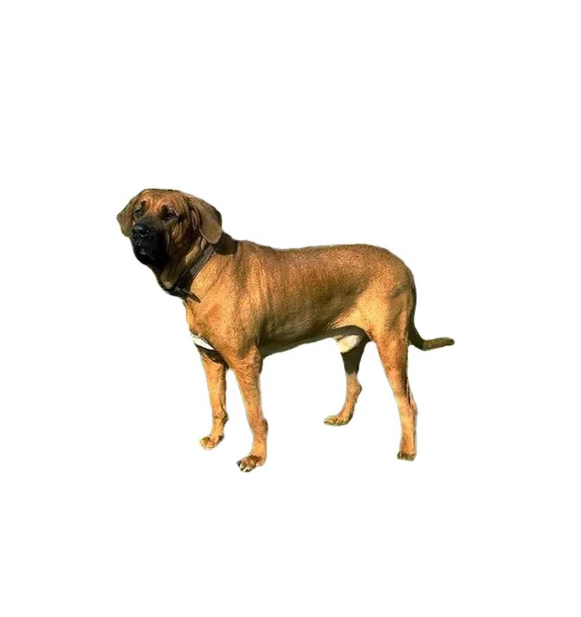 滨州48种烈性犬标准,滨州烈性犬最新规定